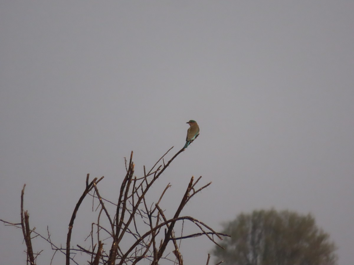 Indian Roller - ML627905213