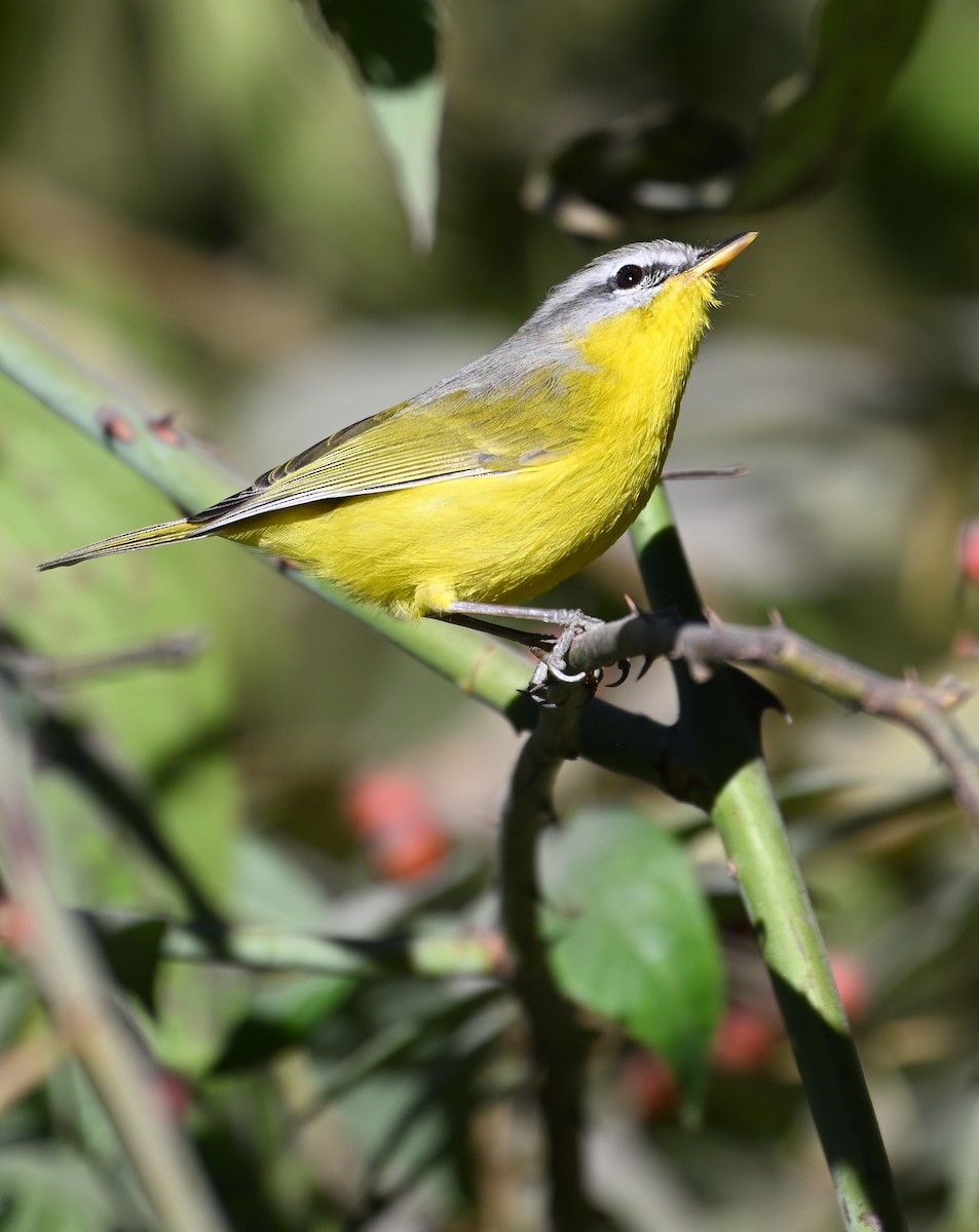 Gray-hooded Warbler - ML627905241