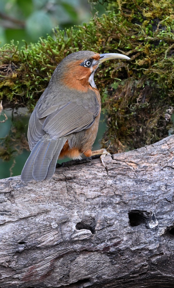 Rusty-cheeked Scimitar-Babbler - ML627905329