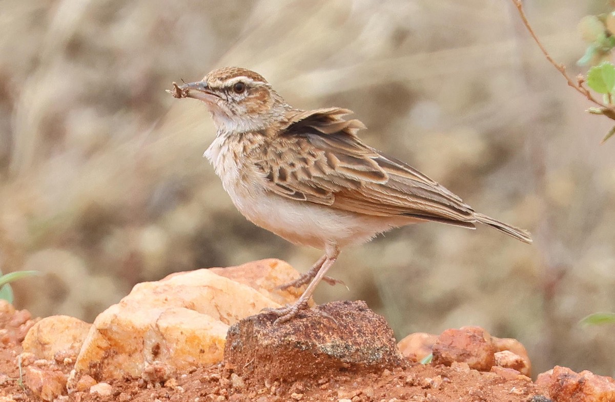 Fawn-colored Lark (Foxy) - ML627905380