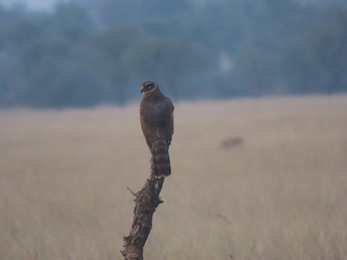 Pallid Harrier - ML627905383