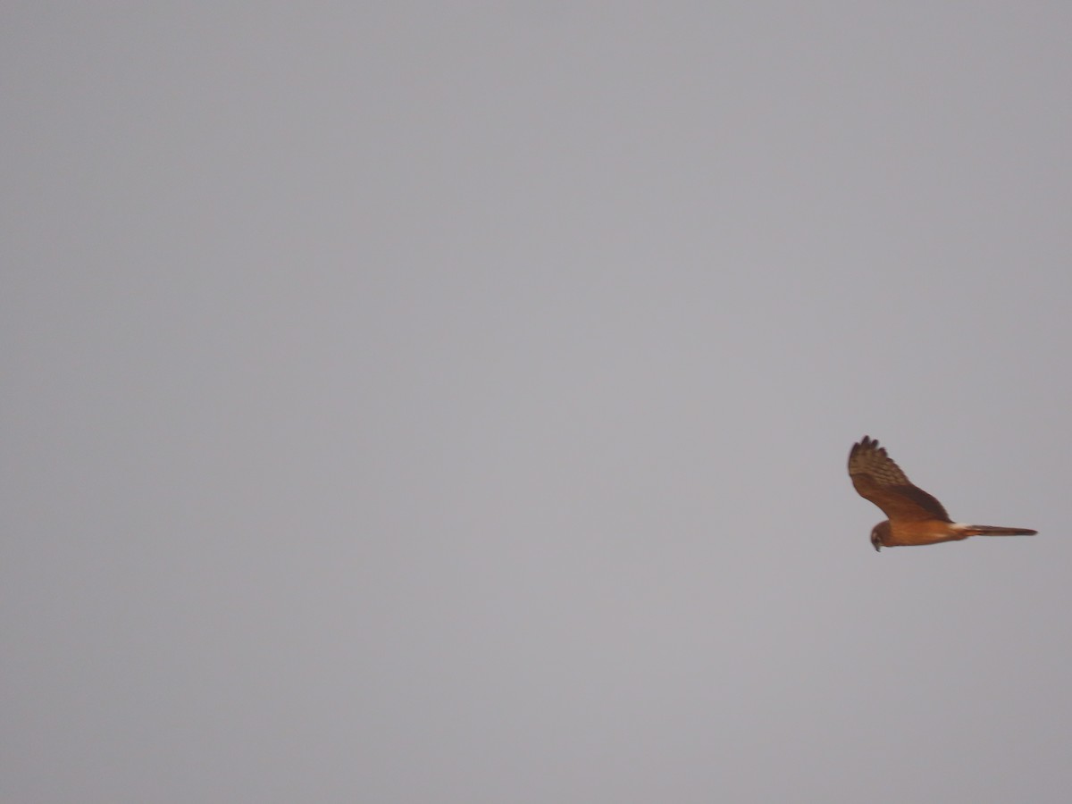 Montagu's Harrier - ML627905462