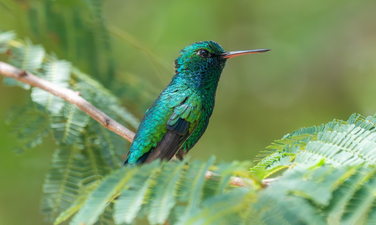 Red-billed Emerald - ML627905579