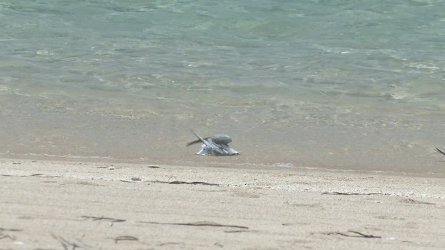 Australian Fairy Tern - ML627905597