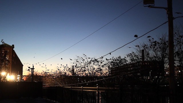 American Crow - ML627905604