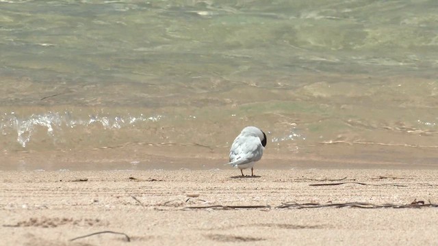 Australian Fairy Tern - ML627905606