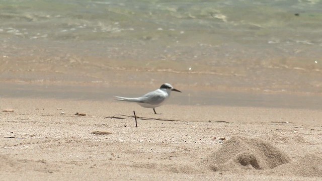 Roseate Tern - ML627905643