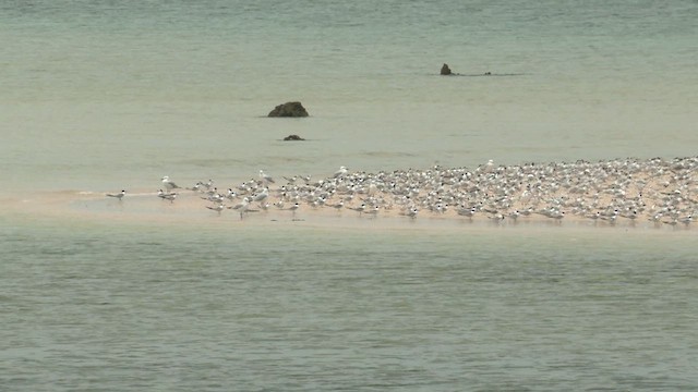 Roseate Tern - ML627905653