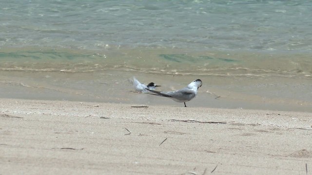 Roseate Tern - ML627905654