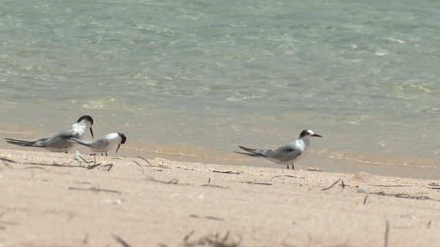 Roseate Tern - ML627905655