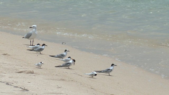 Roseate Tern - ML627905656