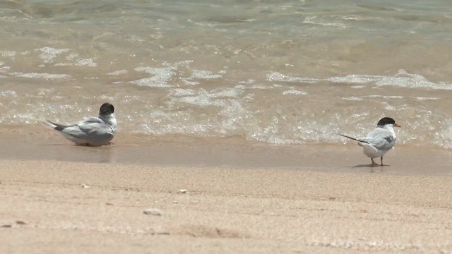 Roseate Tern - ML627905657