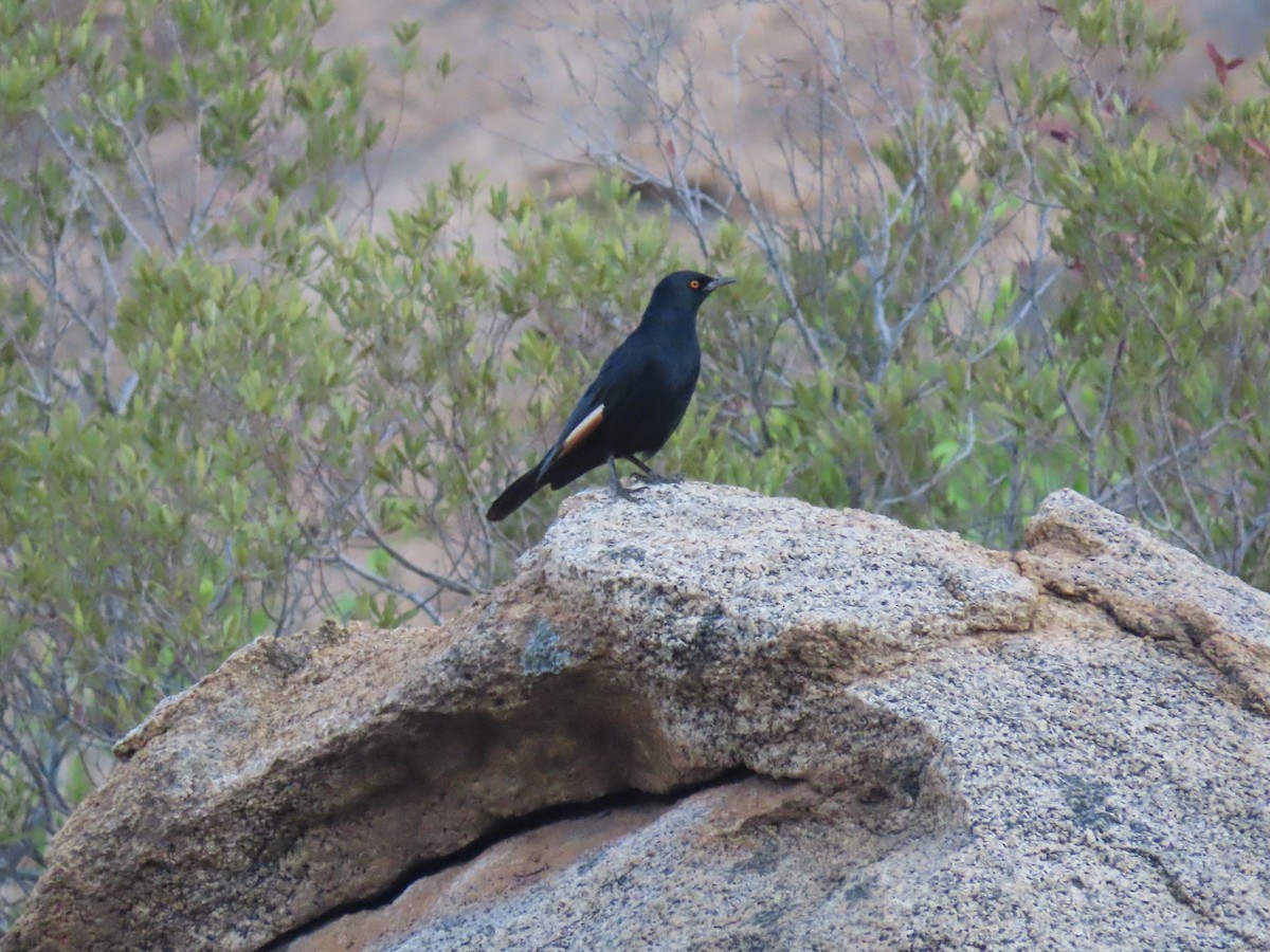 Pale-winged Starling - ML627905709