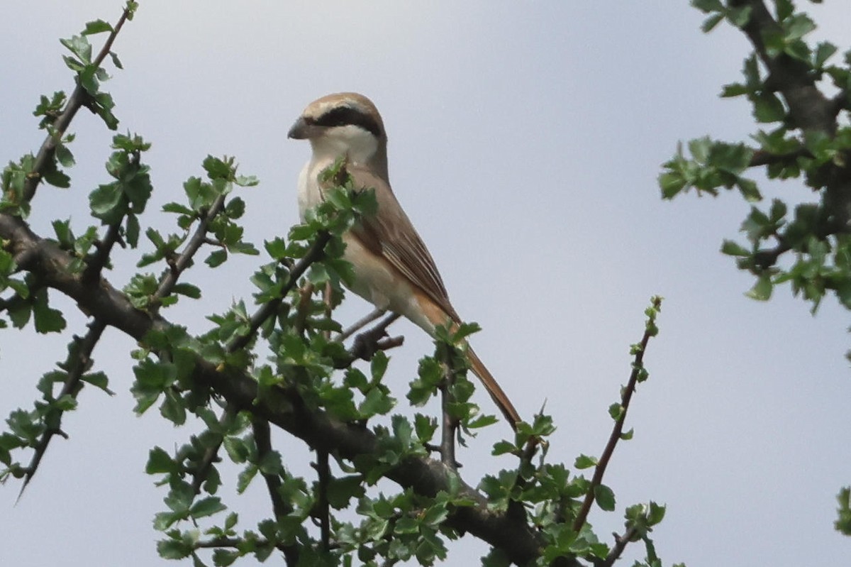 Red-tailed Shrike - ML627905978