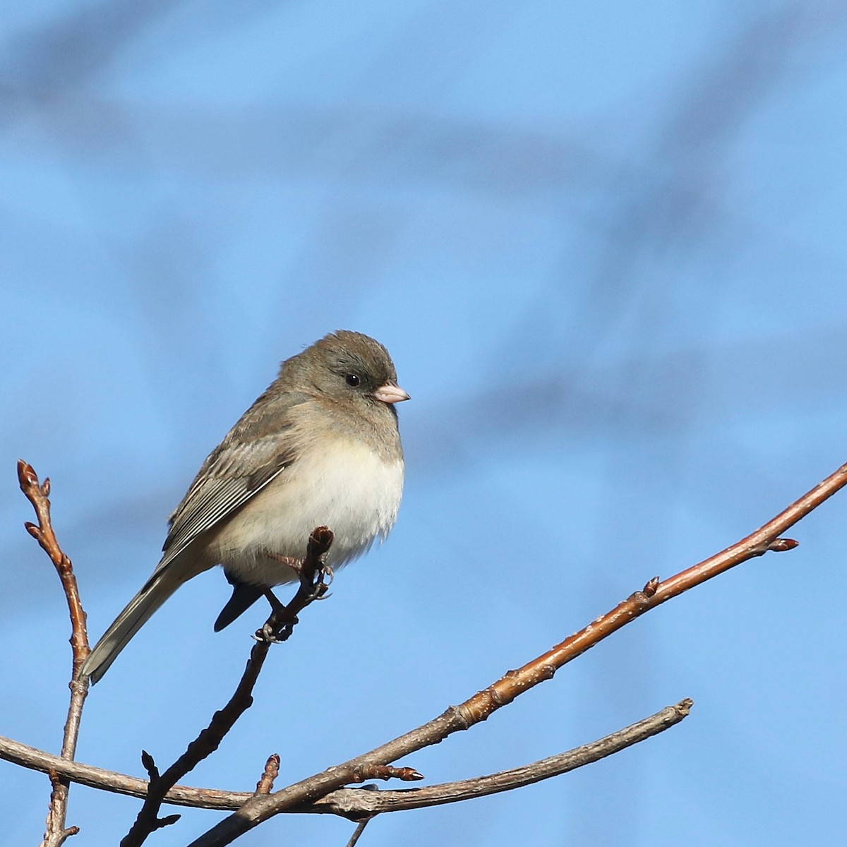 Dark-eyed Junco (Slate-colored) - ML627905987