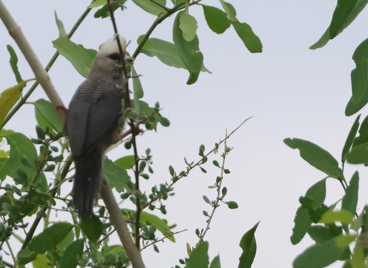 White-headed Mousebird - ML627906000