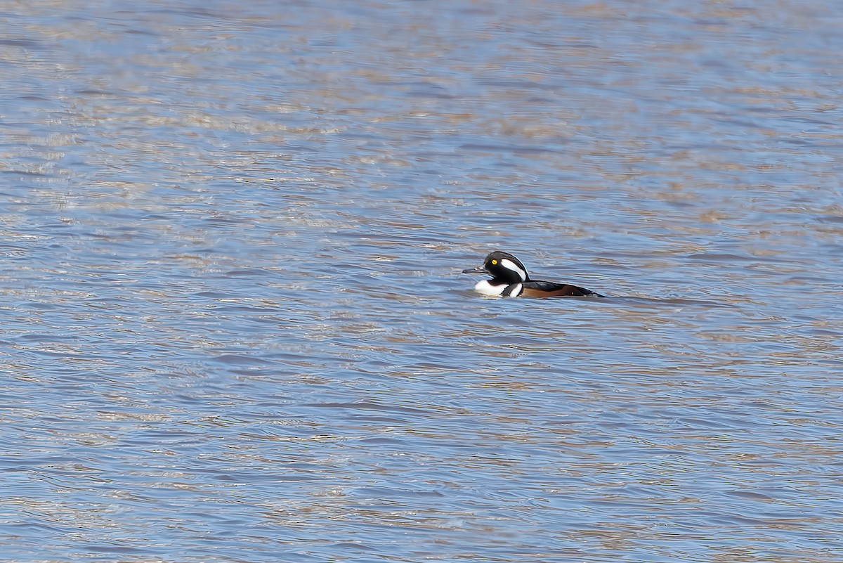 Hooded Merganser - ML627906126