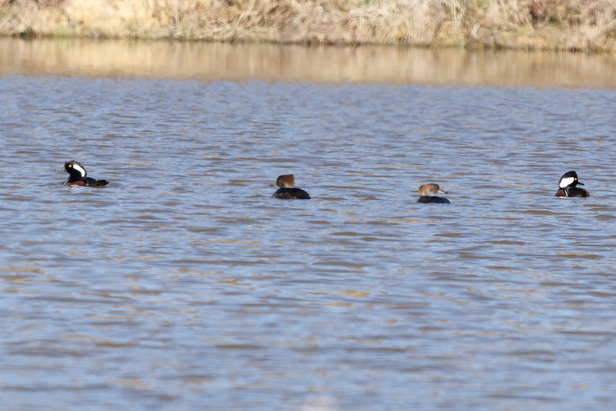 Hooded Merganser - ML627906127