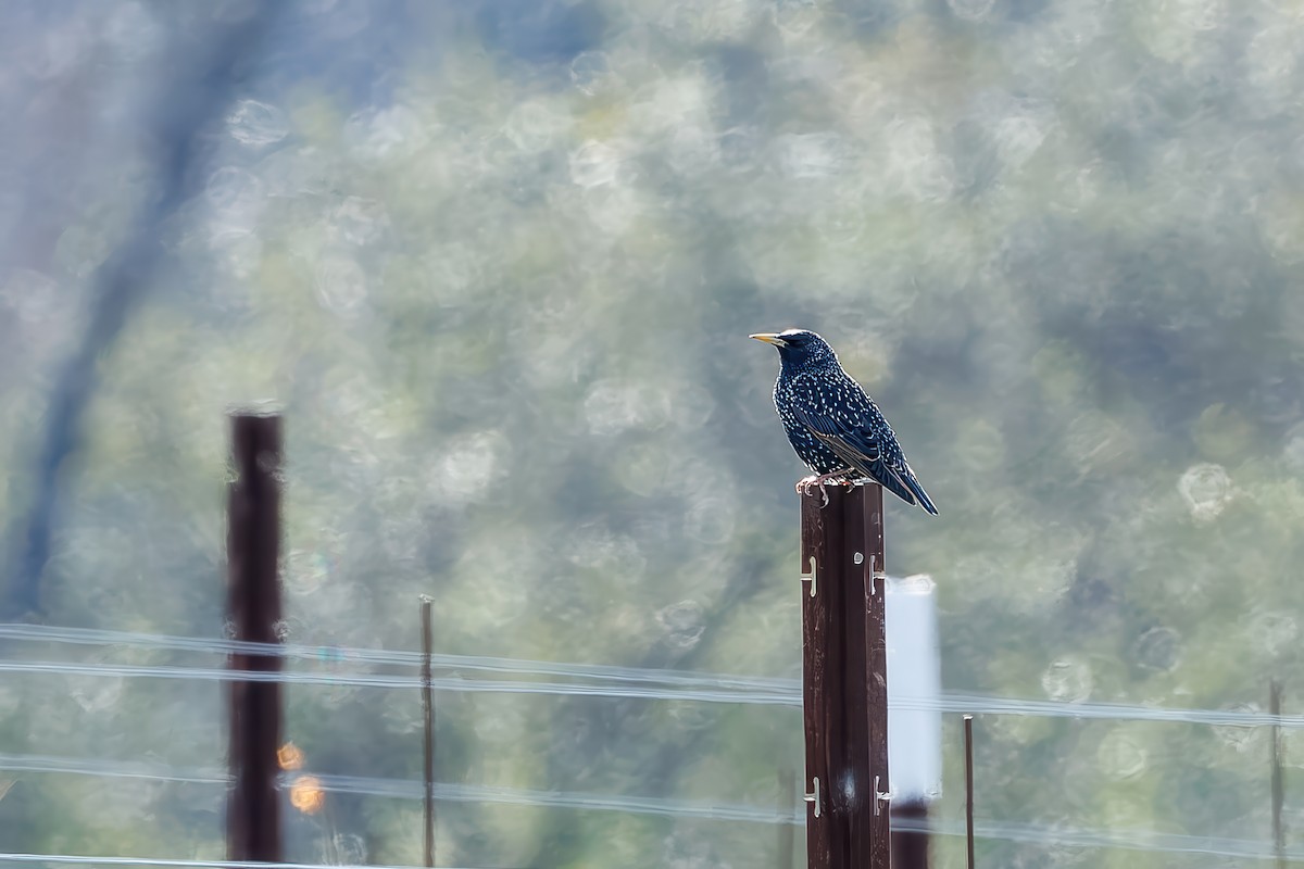 European Starling - ML627906143