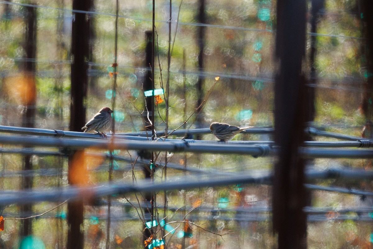 House Finch - ML627906159