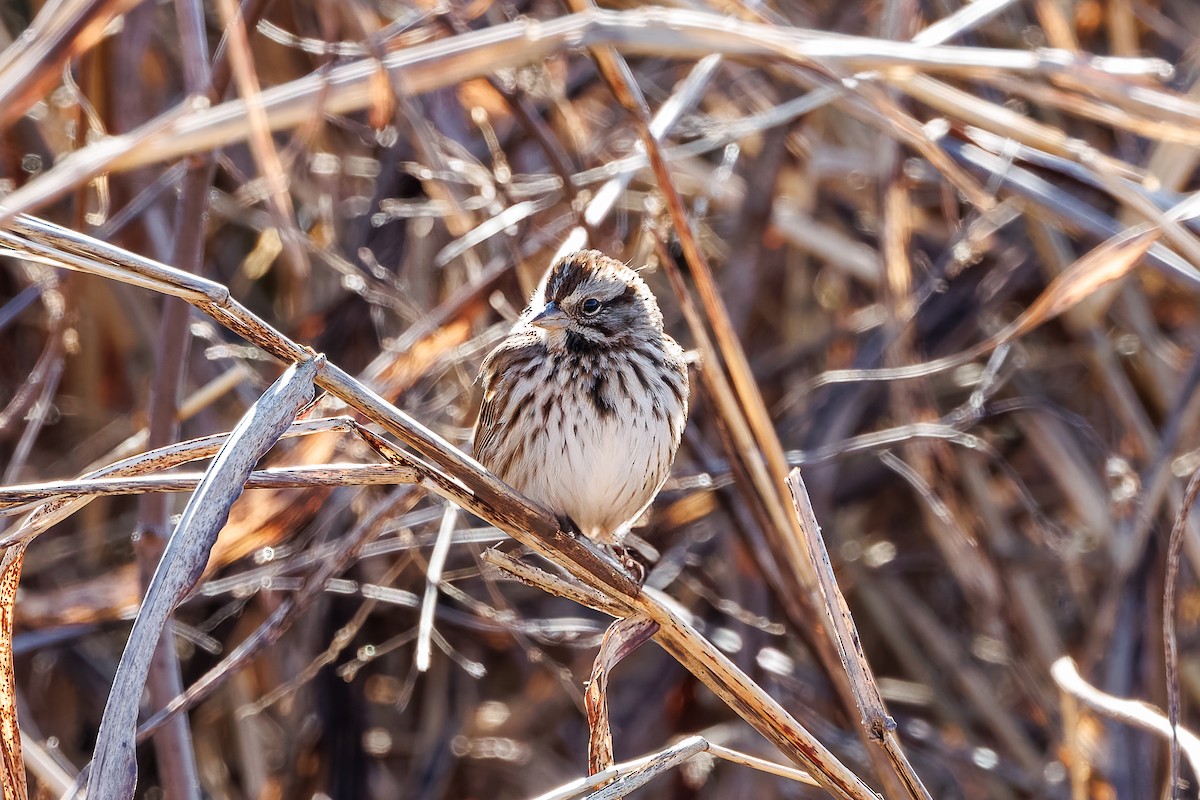 Song Sparrow - ML627906168