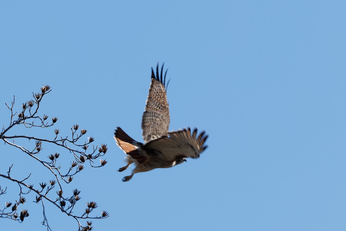 Red-tailed Hawk - ML627906176
