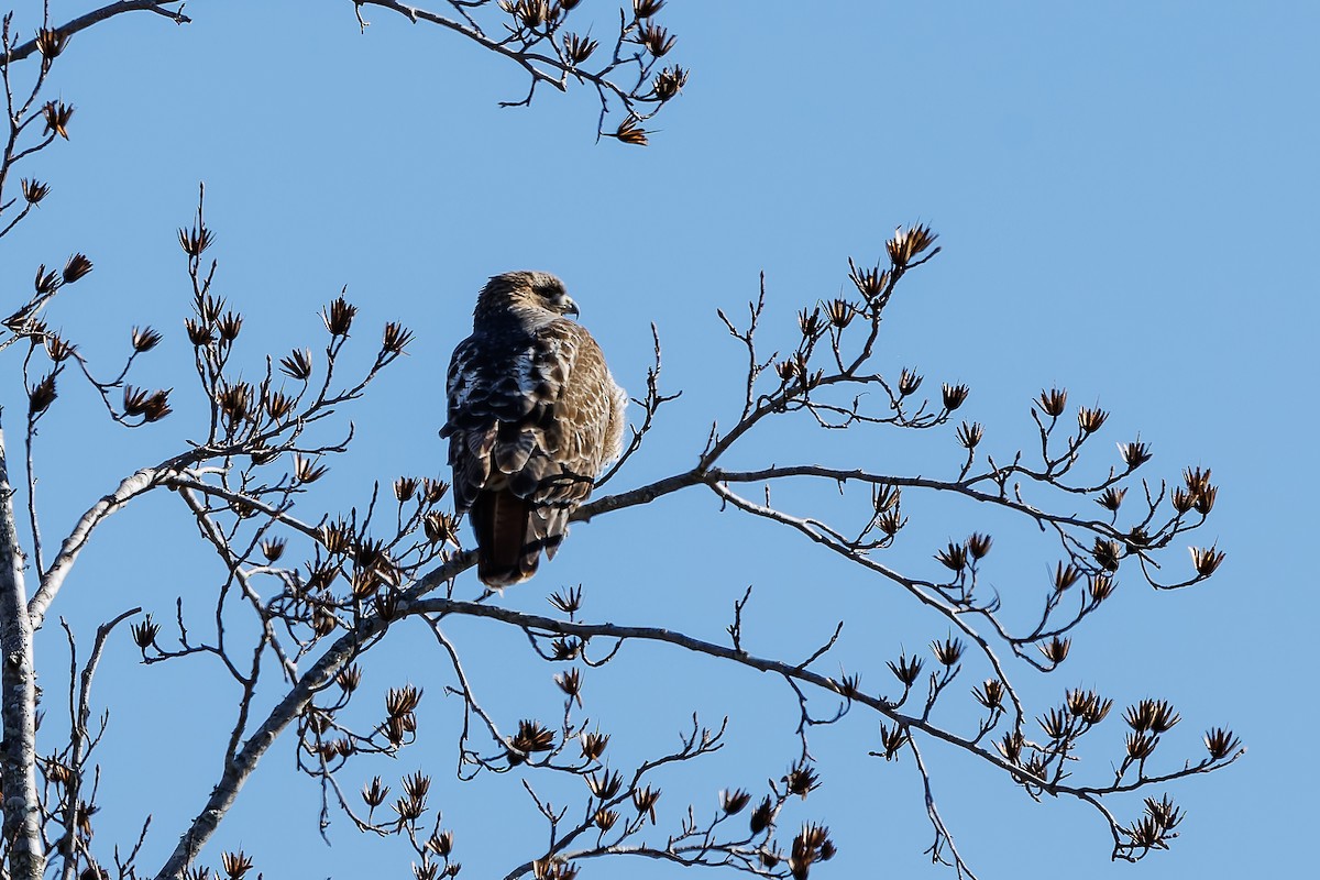 Red-tailed Hawk - ML627906177
