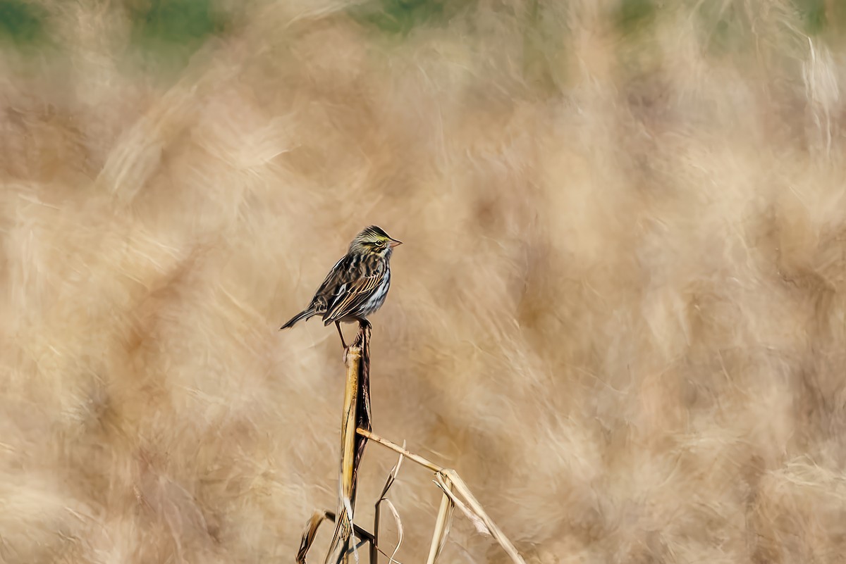 Savannah Sparrow - ML627906181