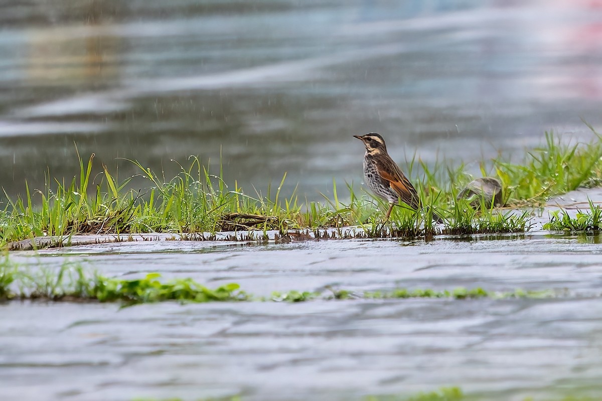 Birigarro hegalgorria - ML627906210