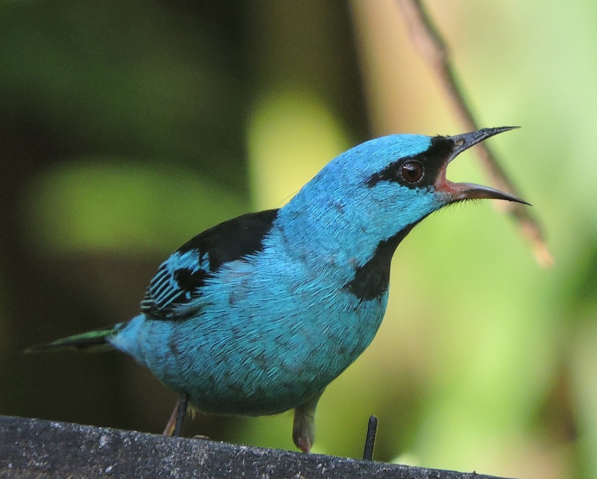 Blue Dacnis - ML627906253