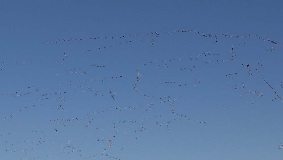 Snow Goose - ML627906335