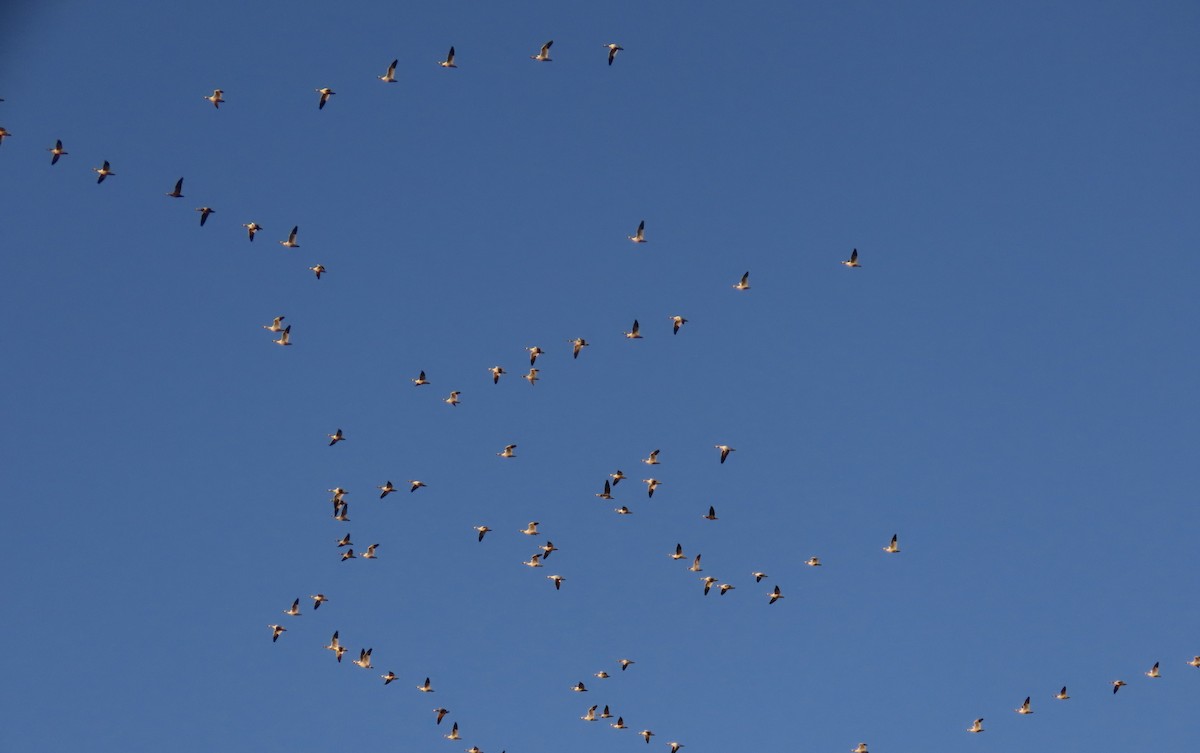 Snow Goose - ML627906336