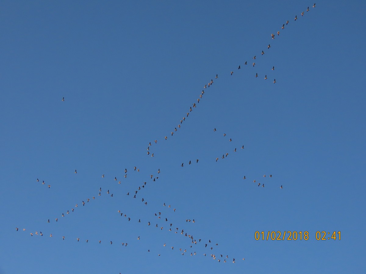 Snow Goose - ML627906337