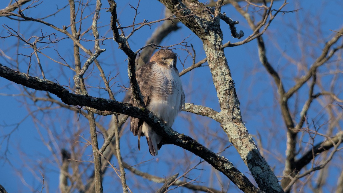 Red-tailed Hawk - ML627906349