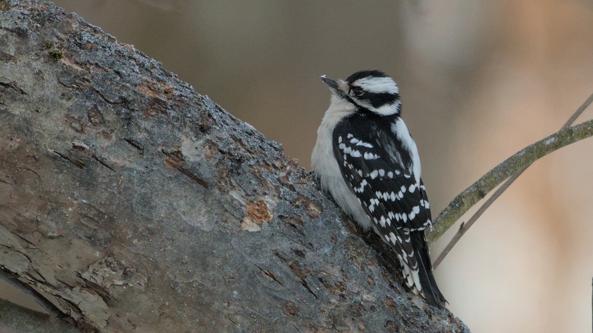 Downy Woodpecker - ML627906353