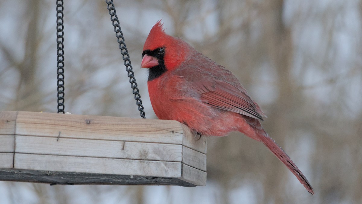 Northern Cardinal - ML627906360