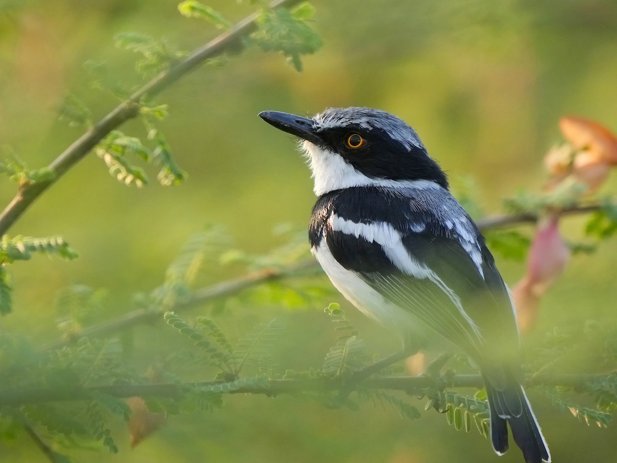 Pygmy Batis - ML627906361