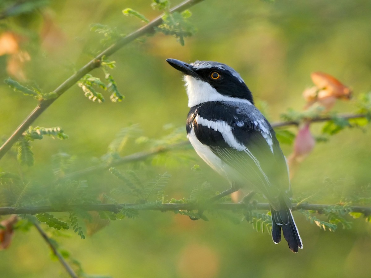 Pygmy Batis - ML627906362