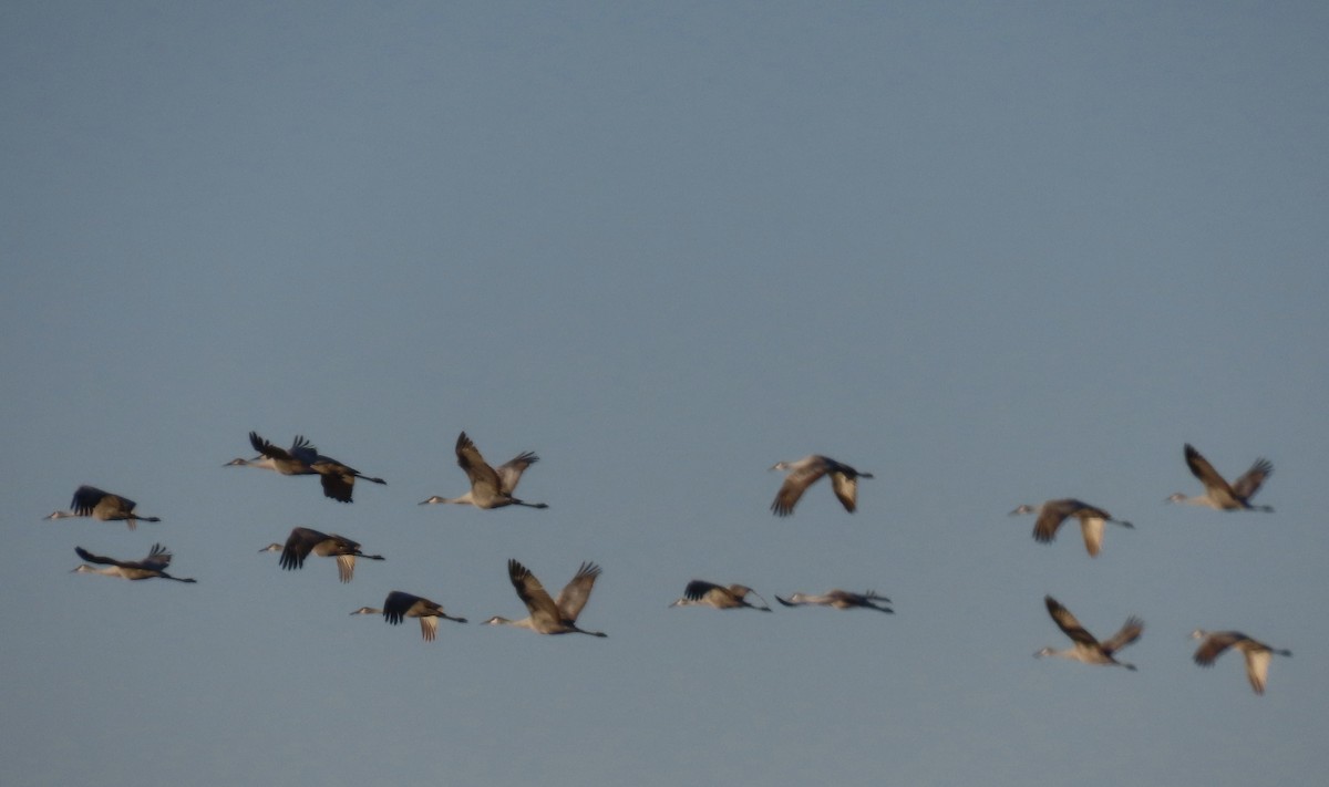 Sandhill Crane - ML627906370