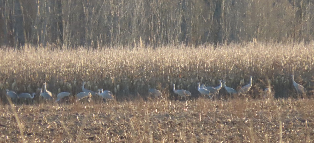 Sandhill Crane - ML627906371