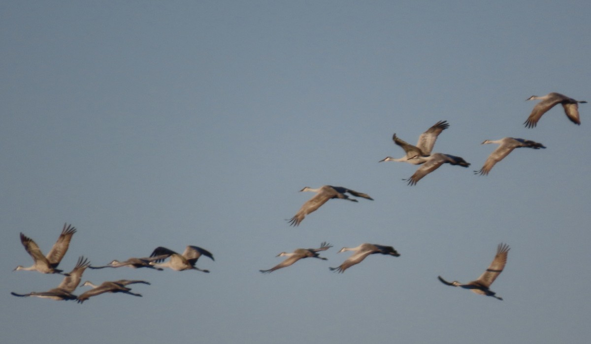 Sandhill Crane - ML627906372