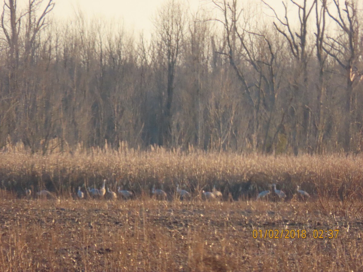 Sandhill Crane - ML627906373