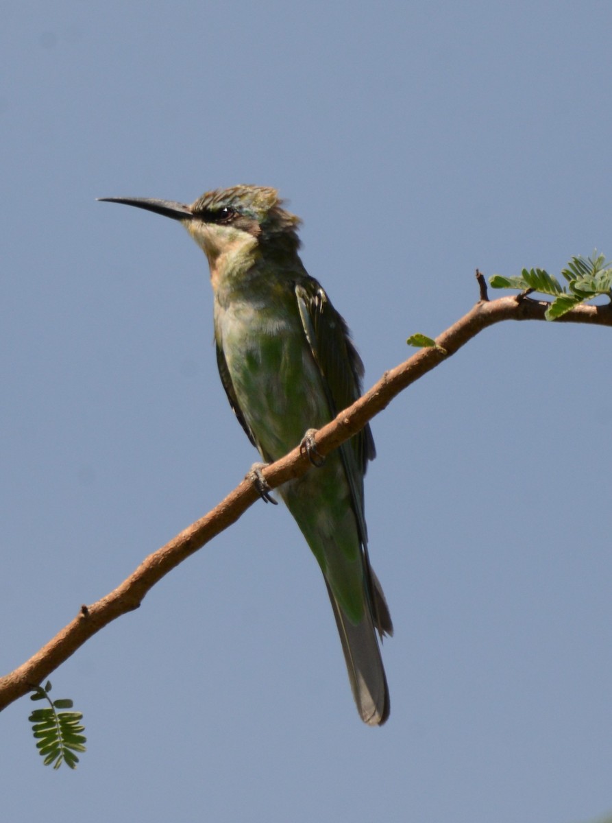 Olive Bee-eater - ML627906534