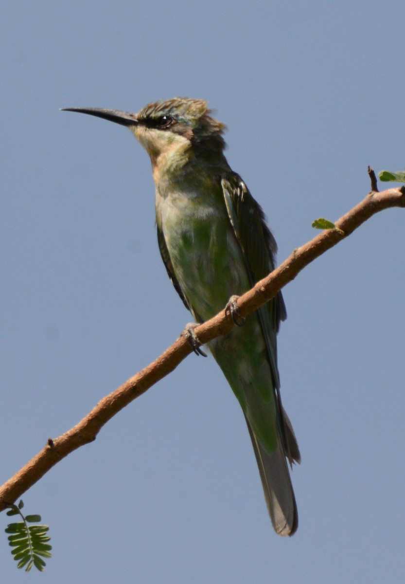 Olive Bee-eater - ML627906535