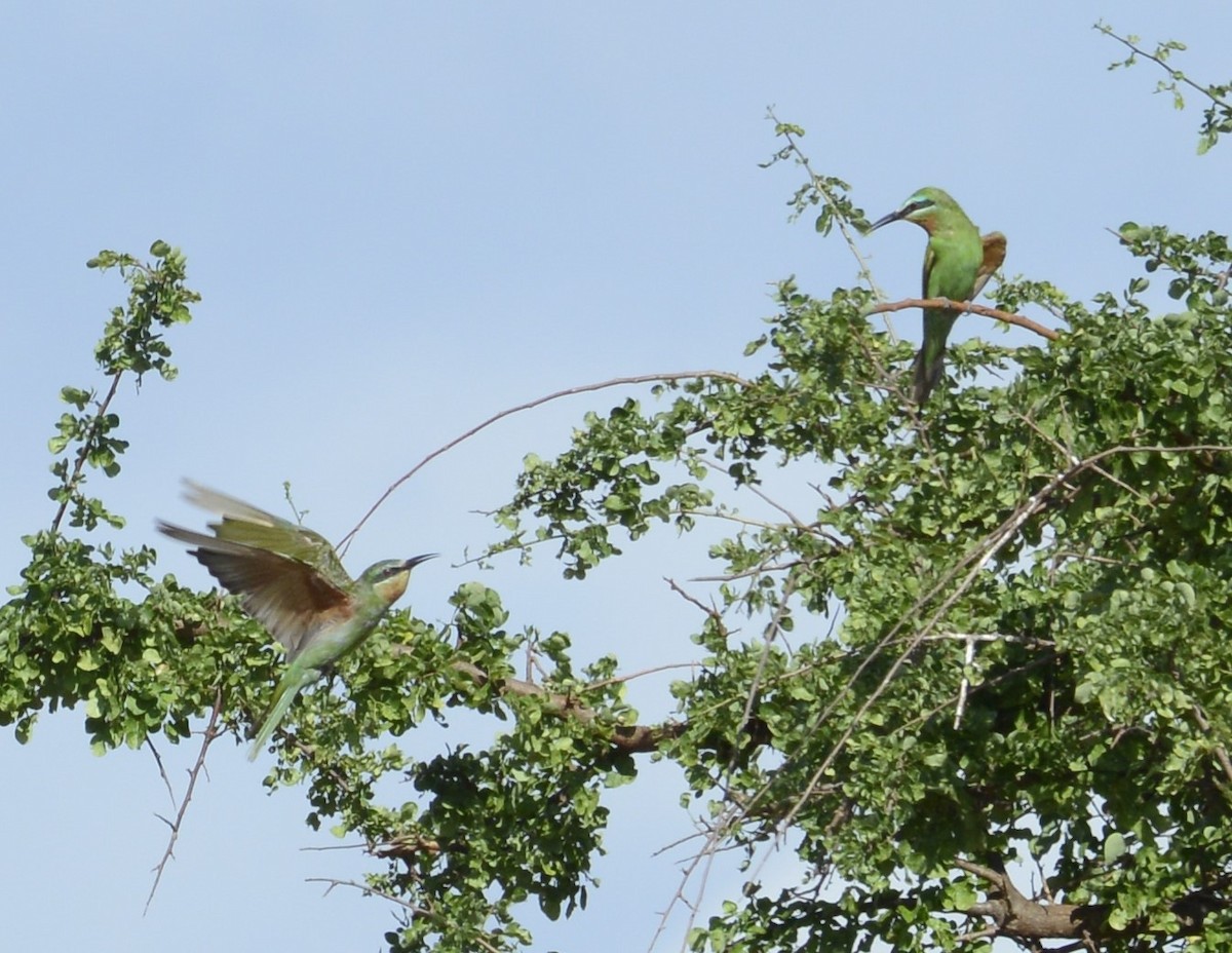 Olive Bee-eater - ML627906536