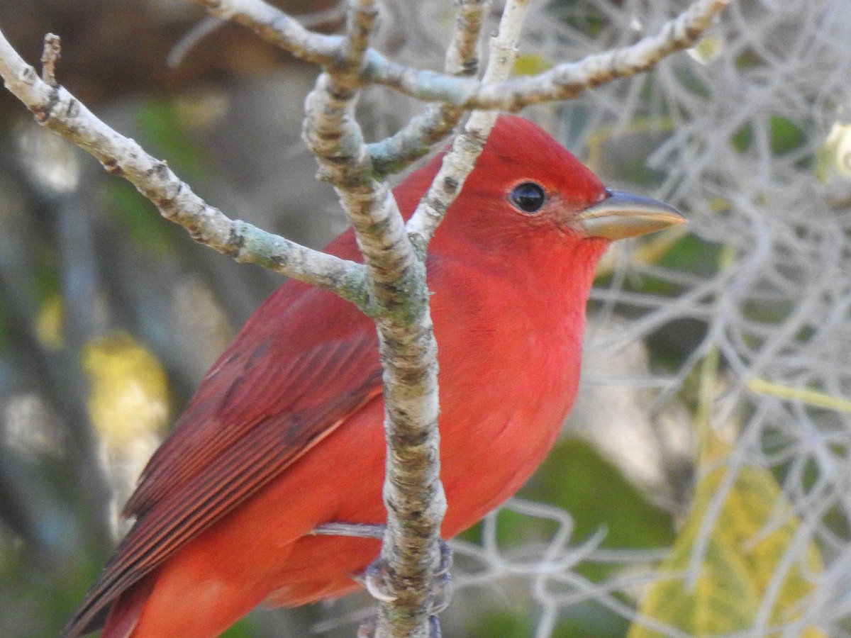 Summer Tanager - ML627906599