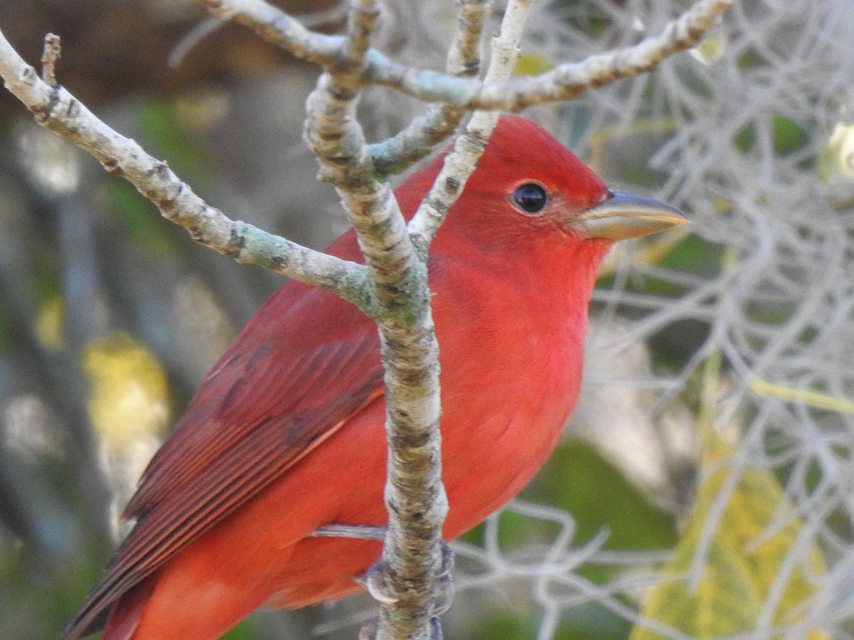 Summer Tanager - ML627906599