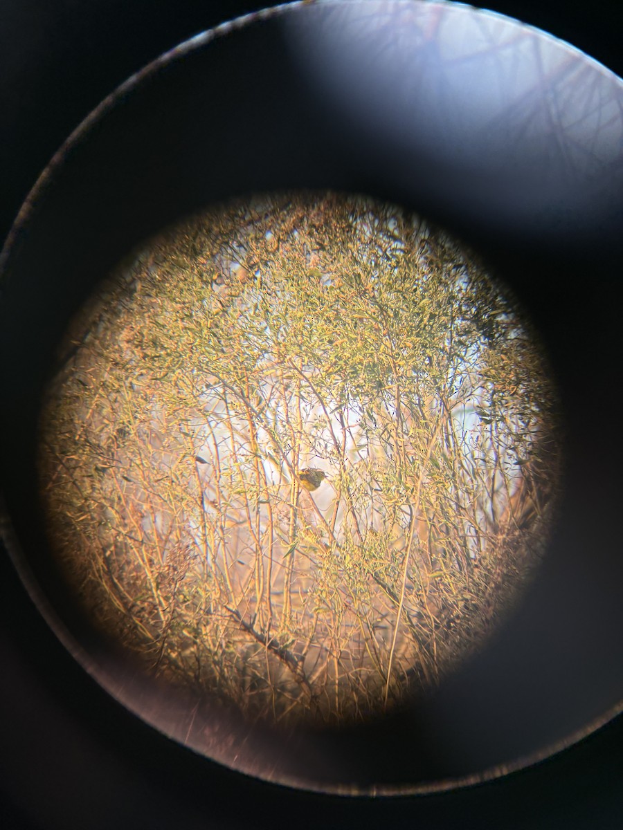 Northern Yellow Warbler - ML627906653