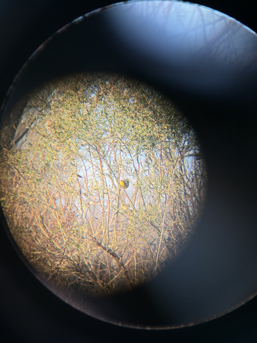 Northern Yellow Warbler - ML627906654