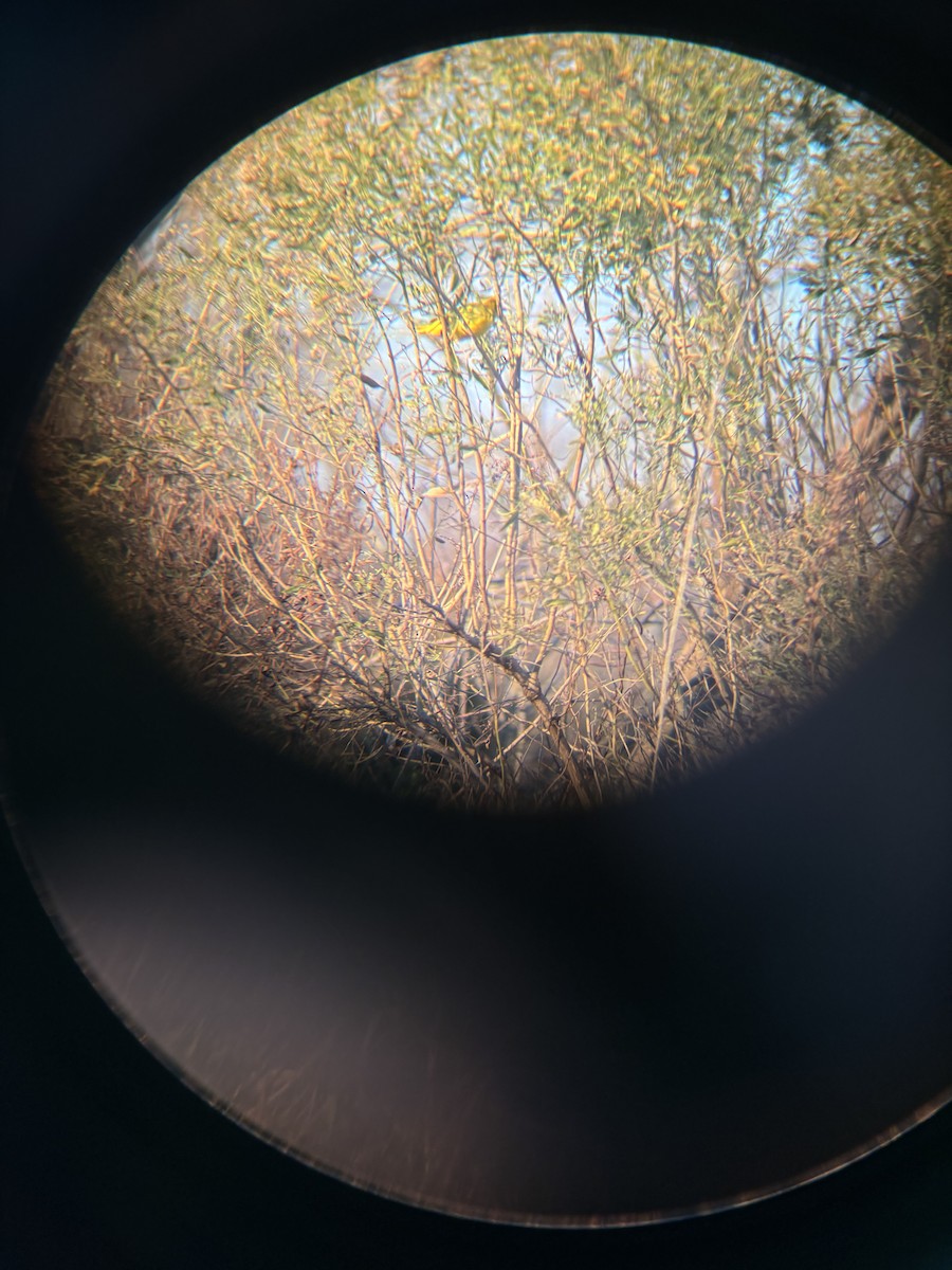 Northern Yellow Warbler - ML627906655